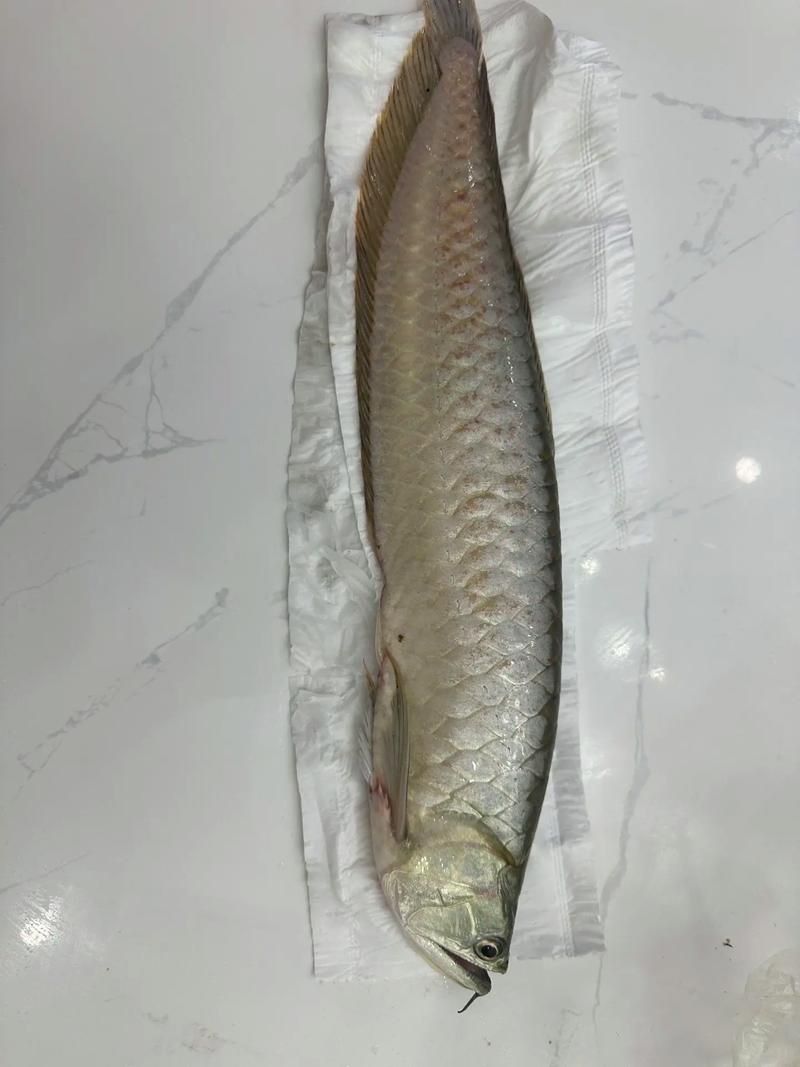龍魚爛身圖片大全