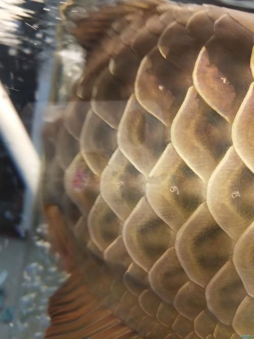 龍魚爛身圖片大全