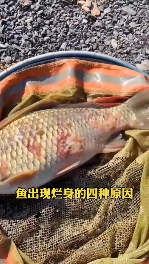 龍魚爛身圖片大全