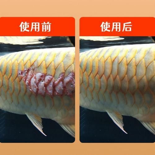 龍魚爛身圖片大全