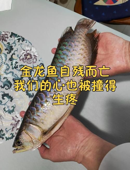 龍魚爛身圖片大全