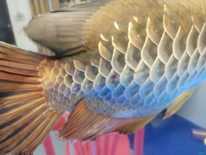 龍魚爛身圖片大全