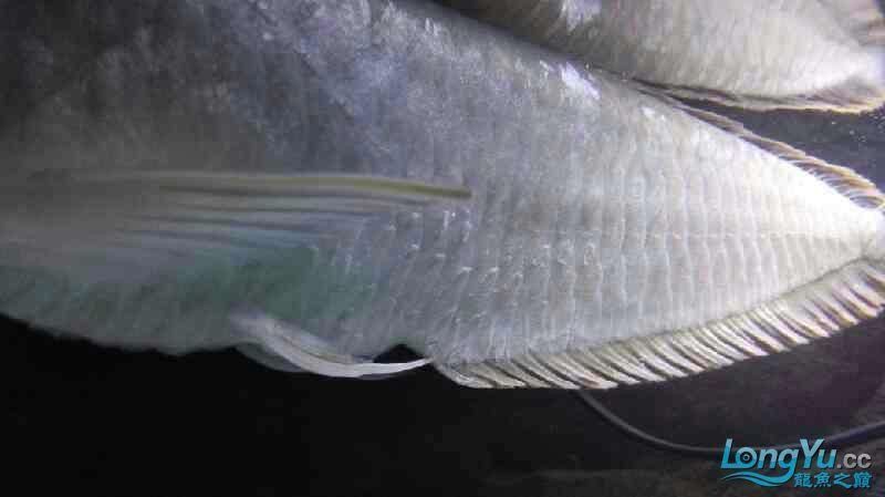 龍魚爛身圖片大全