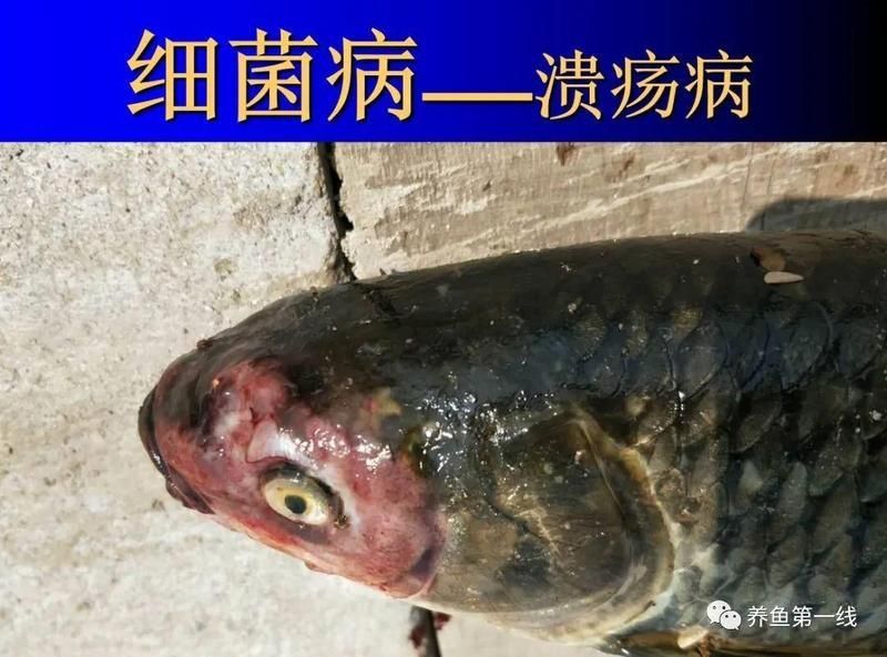 龍魚爛身圖片大全