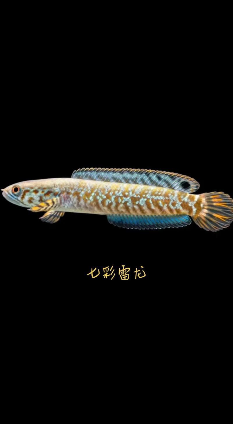 七彩雷龍魚公母圖片對比 七彩雷龍魚公母圖片對比 龍魚百科 第4張