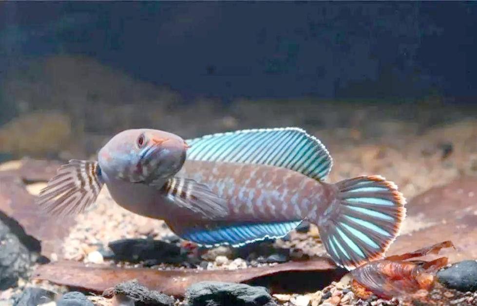 七彩雷龍魚公母圖片對比 七彩雷龍魚公母圖片對比 龍魚百科 第21張