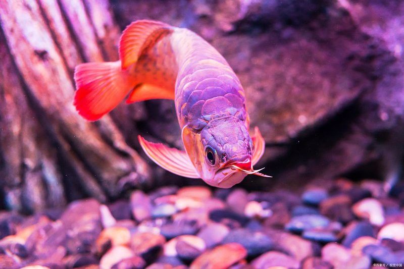七彩雷龍魚公母圖片對比 七彩雷龍魚公母圖片對比 龍魚百科 第27張