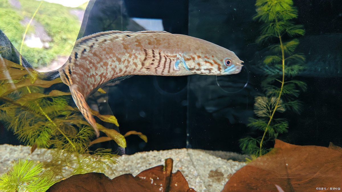 七彩雷龍魚公母圖片對比 七彩雷龍魚公母圖片對比 龍魚百科 第29張