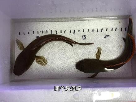 七彩雷龍魚公母圖片對比 七彩雷龍魚公母圖片對比 龍魚百科 第28張