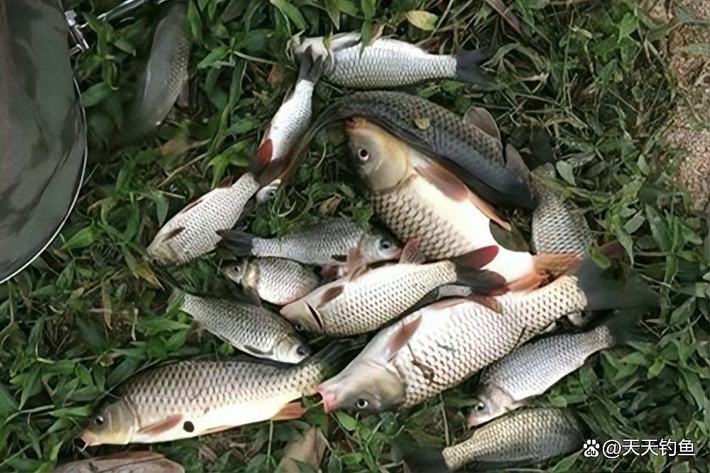 青魚珠珠最忌三種顏色