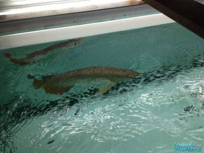 龍魚漁場排名第幾位了（全球龍魚漁場排名前十名）