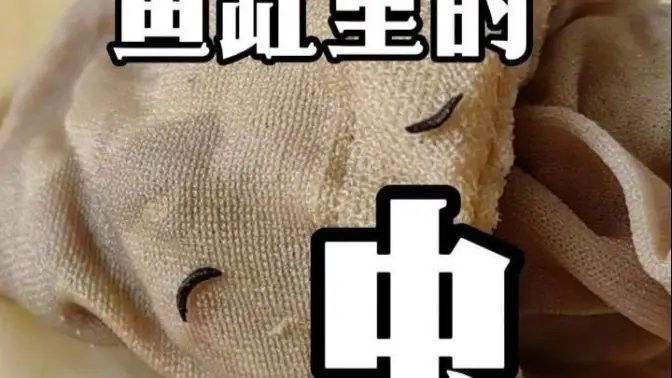 老孫養龍魚的視頻在哪里可以觀看？