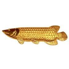 純金金龍魚(yú)（2019最新如何養(yǎng)金龍魚(yú)金龍魚(yú)養(yǎng)殖方法和注意事項(xiàng)） 純金金龍魚(yú)（2019最新如何養(yǎng)金龍魚(yú)金龍魚(yú)養(yǎng)殖方法和注意事項(xiàng)） 龍魚(yú)百科 第3張