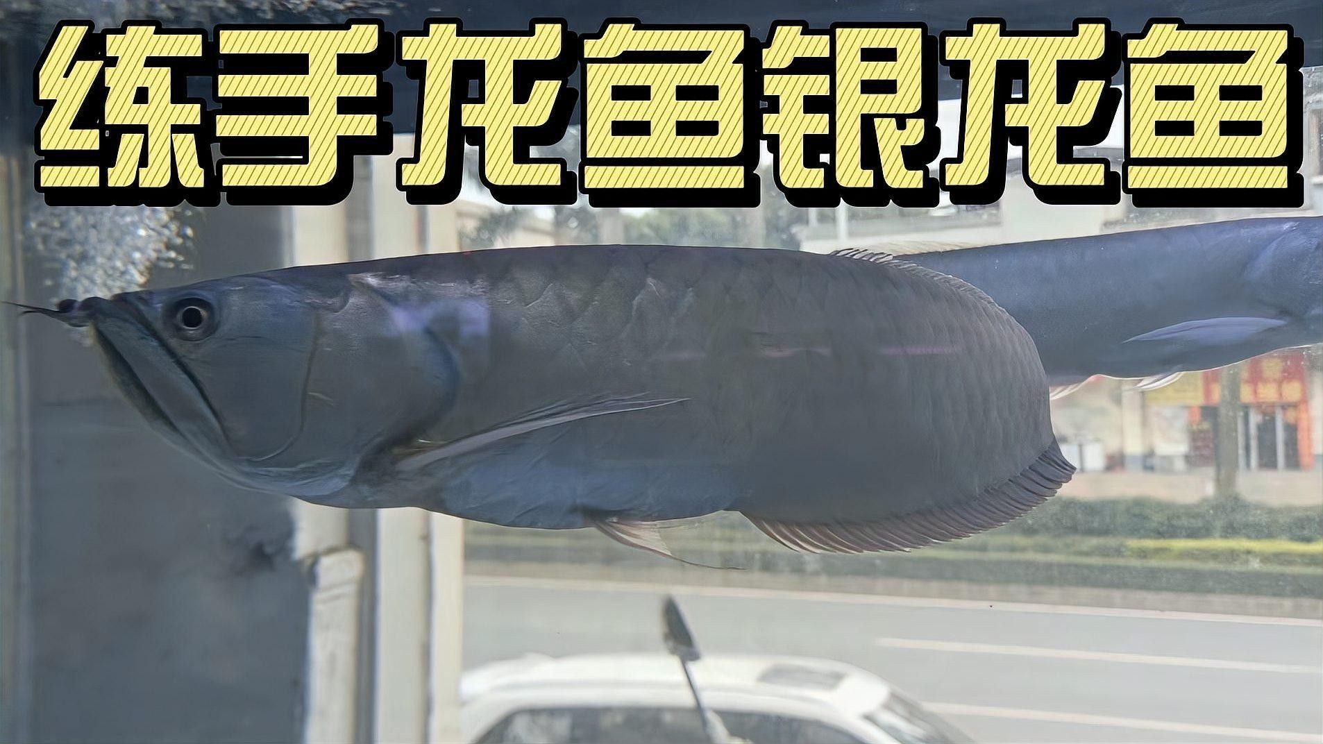 金龍魚 銀龍魚 紅龍魚
