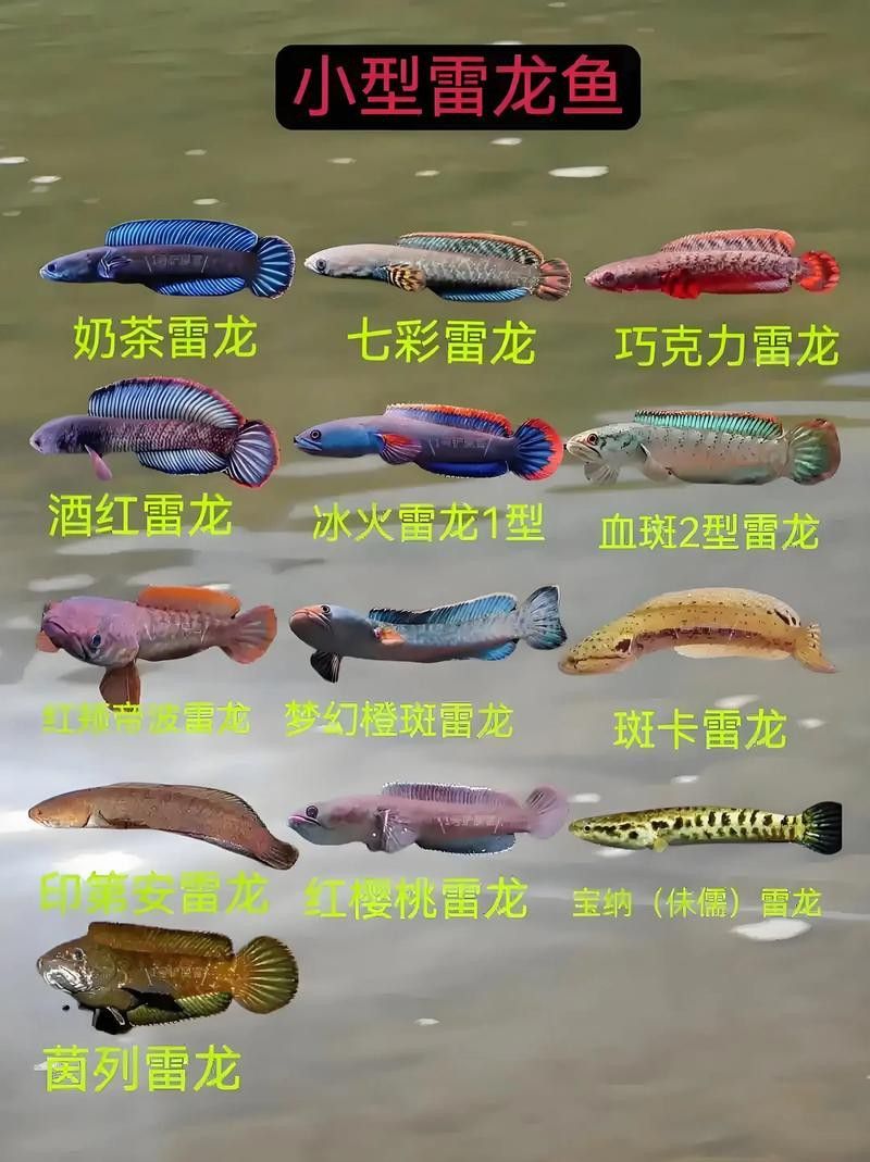 可以和雷龍魚混養的魚有哪些 龍魚百科 第3張 可以和雷龍魚混養的魚有哪些 可以和雷龍魚混養的魚有哪些 龍魚百科 第3張