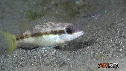 紅劍和曼龍魚能一起養嗎：紅劍魚和曼龍魚可以一起養嗎？