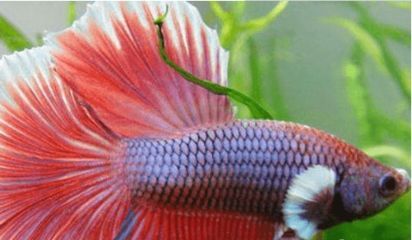 紅劍和曼龍魚能一起養嗎：紅劍魚和曼龍魚可以一起養嗎？