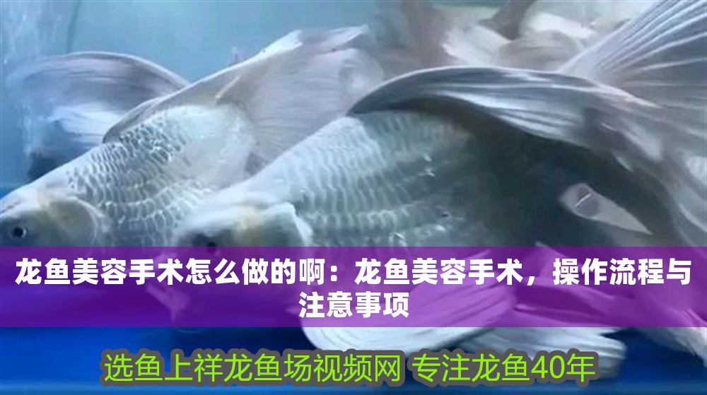 龍魚美容手術怎么做的?。糊堲~美容手術，操作流程與注意事項