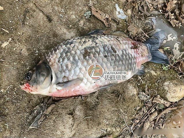 龍魚爛嘴病有哪些癥狀？ 龍魚爛嘴病有哪些癥狀？ 龍魚百科 第5張