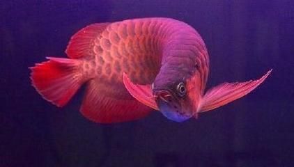 金龍魚老是顫抖：金龍魚老是顫抖可能是因為水質問題、飲食問題、飲食問題