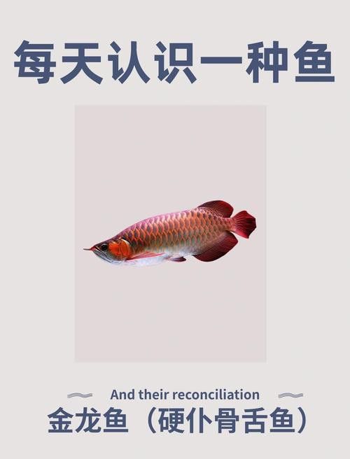 紅龍魚挑選標準圖解 紅龍魚挑選標準圖解 龍魚百科 第12張