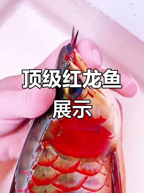 紅龍魚挑選標準圖解 紅龍魚挑選標準圖解 龍魚百科 第22張