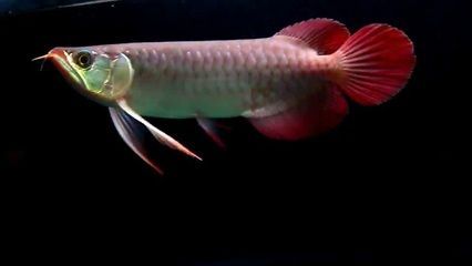 什么紅龍魚叫戰車體型（如何判斷紅龍魚戰車體型的優缺點） 什么紅龍魚叫戰車體型（如何判斷紅龍魚戰車體型的優缺點） 龍魚百科 第5張