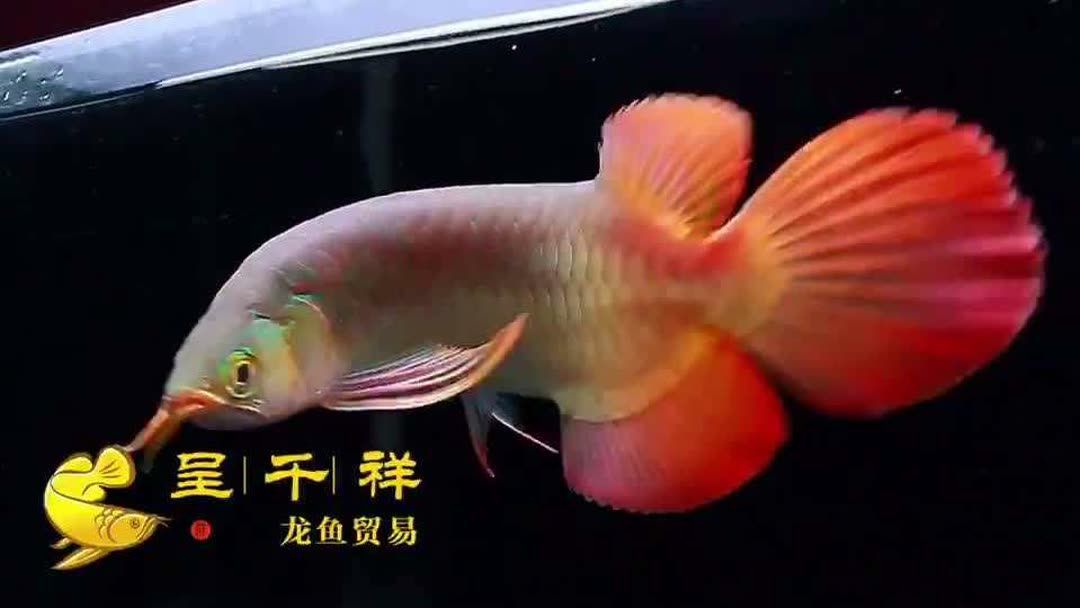 什么紅龍魚叫戰車體型（如何判斷紅龍魚戰車體型的優缺點） 什么紅龍魚叫戰車體型（如何判斷紅龍魚戰車體型的優缺點） 龍魚百科 第3張