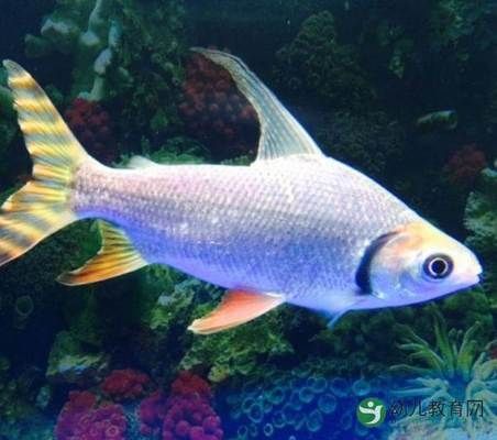 紅龍魚怎么養方法介紹一下視頻大全下載（紅龍魚怎么養方法介紹一下視頻大全下載）