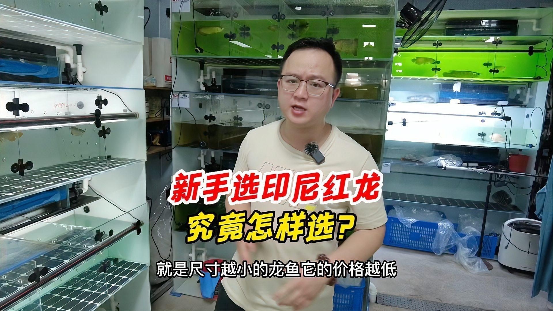 紅龍魚選購技巧指南