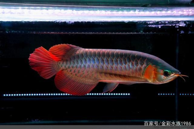 龍魚后三鰭如何變大：如何增大龍魚后三鰭的大小
