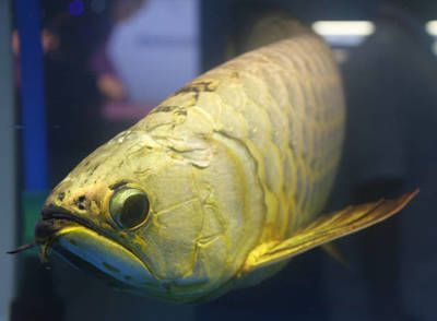 龍魚(yú)麻醉運(yùn)輸能堅(jiān)持幾天：龍魚(yú)在經(jīng)過(guò)麻醉后進(jìn)行運(yùn)輸 龍魚(yú)麻醉運(yùn)輸能堅(jiān)持幾天：龍魚(yú)在經(jīng)過(guò)麻醉后進(jìn)行運(yùn)輸 龍魚(yú)百科 第3張