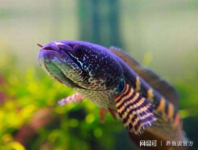 白色雷龍魚能長到多長厘米（白色雷龍魚的體長是多少？）