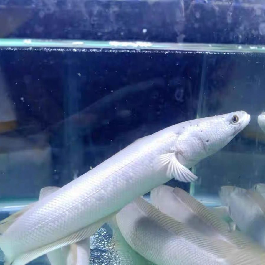白色雷龍魚能長到多長厘米（白色雷龍魚的體長是多少？）