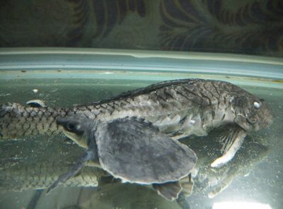 金龍魚吃清道夫怎么回事：金龍魚吃清道夫怎么回事金龍魚吃清道夫怎么回事