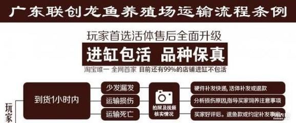 龍魚血統查詢的具體流程：如何查詢龍魚的血統 龍魚血統查詢的具體流程：如何查詢龍魚的血統 龍魚百科 第3張