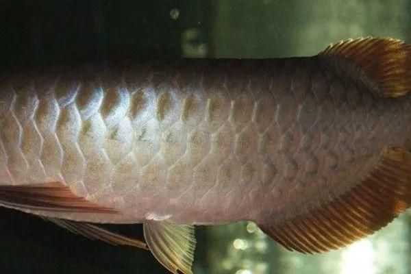 龍魚血統查詢的具體流程：如何查詢龍魚的血統 龍魚血統查詢的具體流程：如何查詢龍魚的血統 龍魚百科 第4張