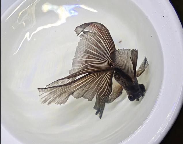 鳳尾龍魚圖片