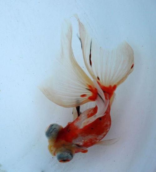 鳳尾龍魚圖片