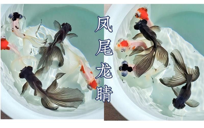 鳳尾龍魚圖片