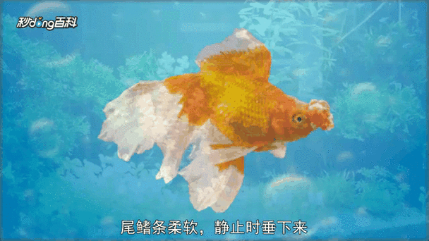 鳳尾龍魚圖片