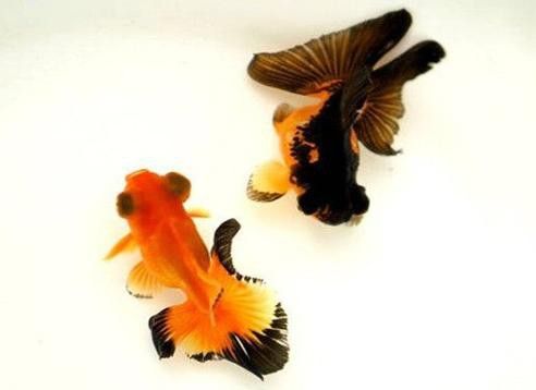 鳳尾龍魚圖片