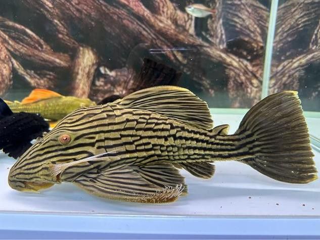 鳳尾龍魚圖片