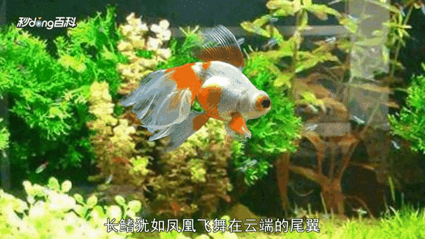 鳳尾龍魚圖片