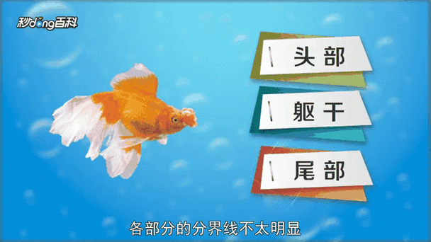 鳳尾龍魚圖片