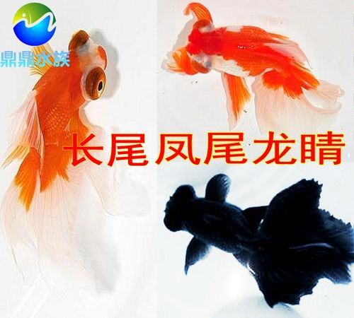 鳳尾龍魚圖片
