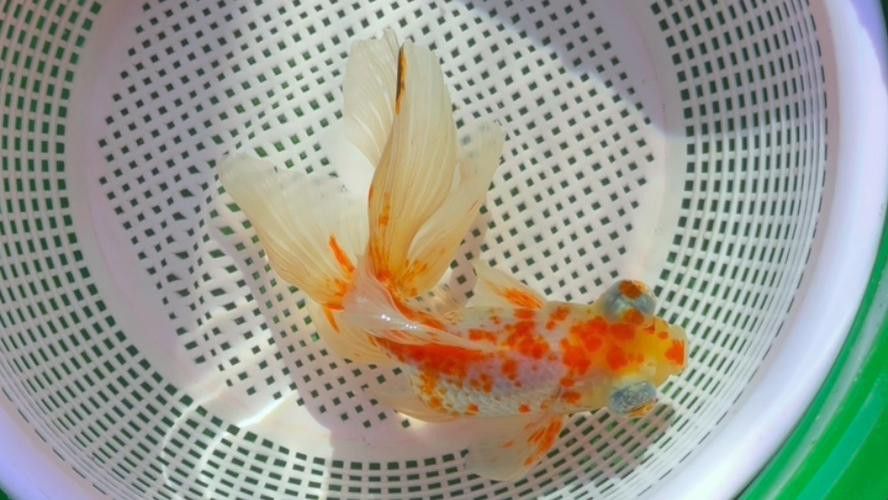 鳳尾龍魚圖片