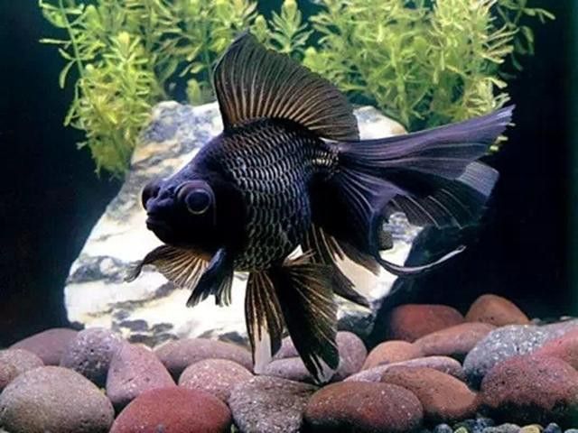 鳳尾龍魚圖片