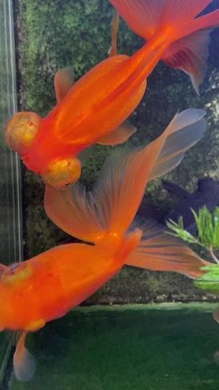 鳳尾龍魚圖片