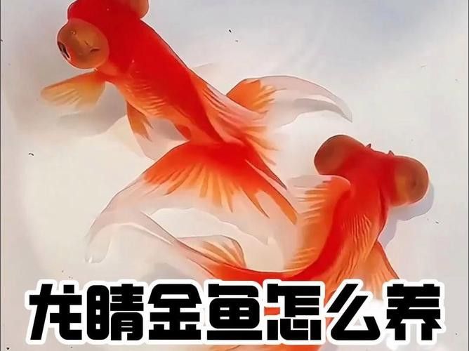 鳳尾龍魚圖片